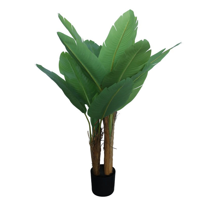 BANANO 120cm