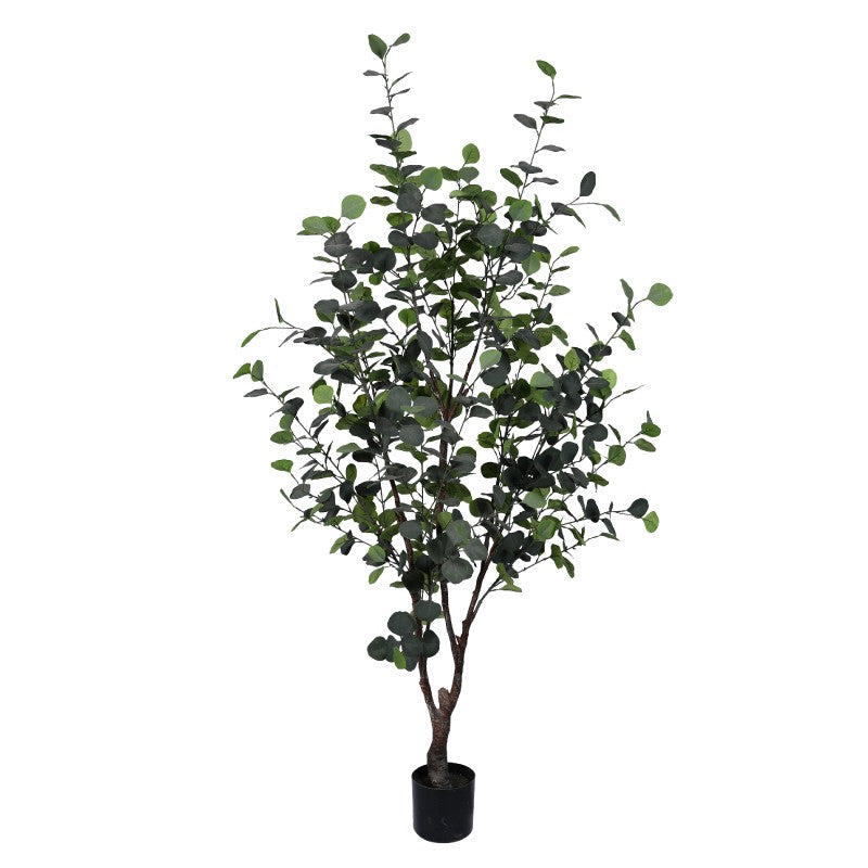 EUCALYPTUS XL