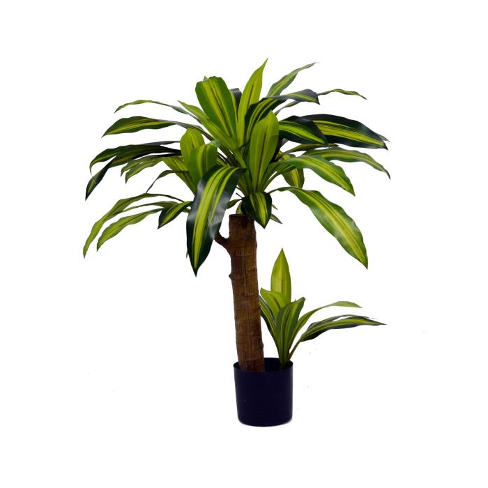 DRACAENA S (80 CM)