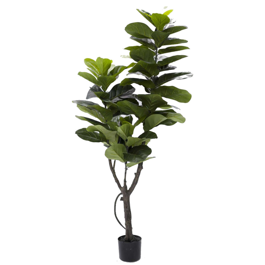 FICUS PANDURATA XXL 245CM